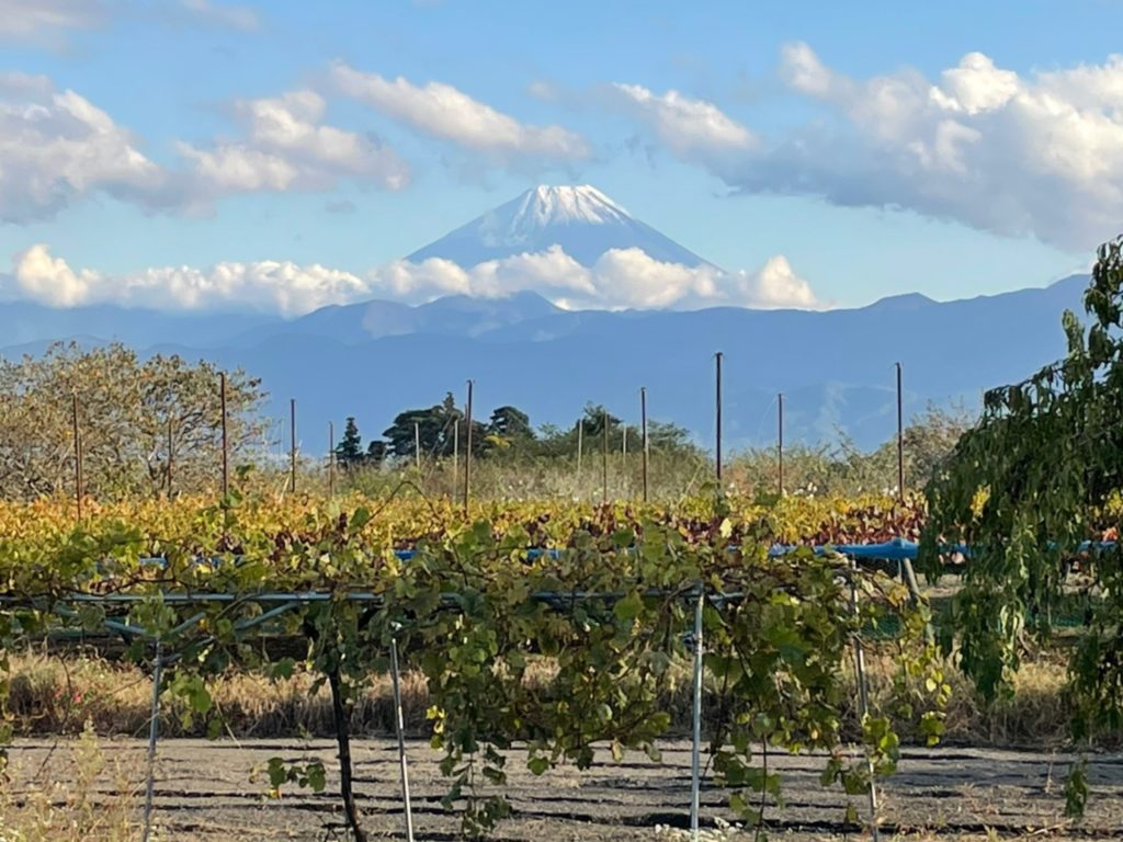 中込農園から見える富士山